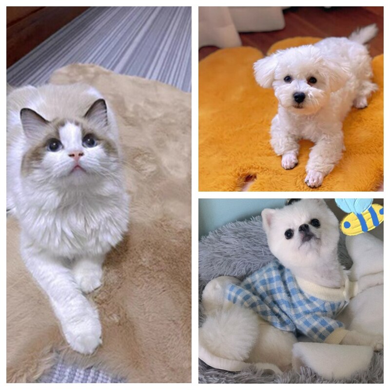 Cute Bear Shaped Pet Mat Blanket For Small dogs Indoor Sofa Protector Cat Nest Bed Car Cushion Travel Chihuahua Yorkshire Goods