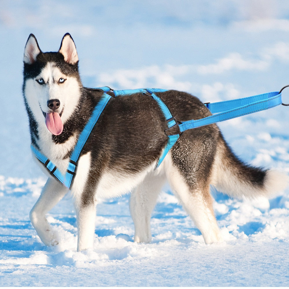 Reflective Dog Sledding Harness Waterproof Dog Sled Harness Medium Large Dog Strength Weighting Strap for Skijoring Scootering