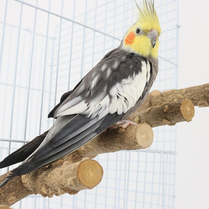 31CM Natural Wood Parrot Perch Bird Stand Paw Grinding Fork Parakeet Climbing Standing Branch Ladder Toys Bird Cage Supplies